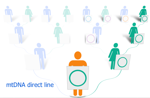 A Small Update Changed Everything: My mtDNA Genetic Genealogy Journey